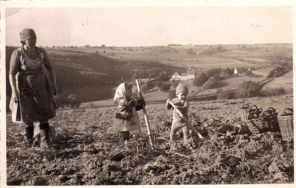kartoffelernte kartoffelernte