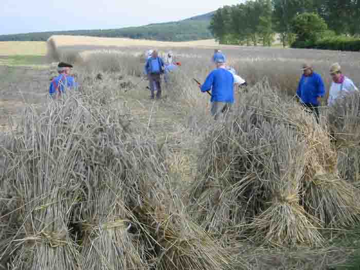 Kornernte020805lNET Kornernte020805lNET