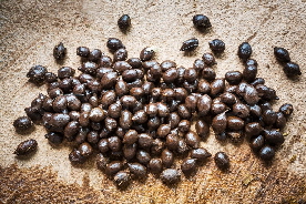 Ziegenköttel Ziegenköttel