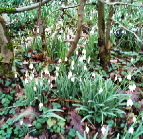 40 Schneeglöckchen 40 Schneeglöckchen